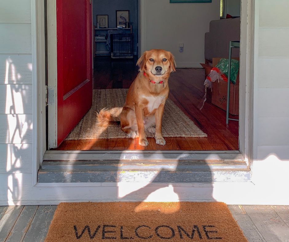 dog owners