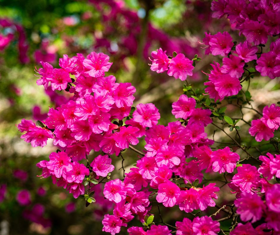 plants