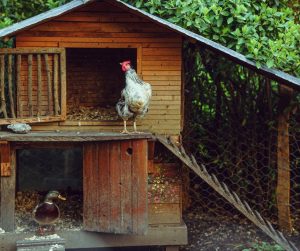 chicken coop